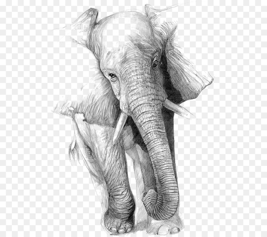Hình png voi Ấn Độ