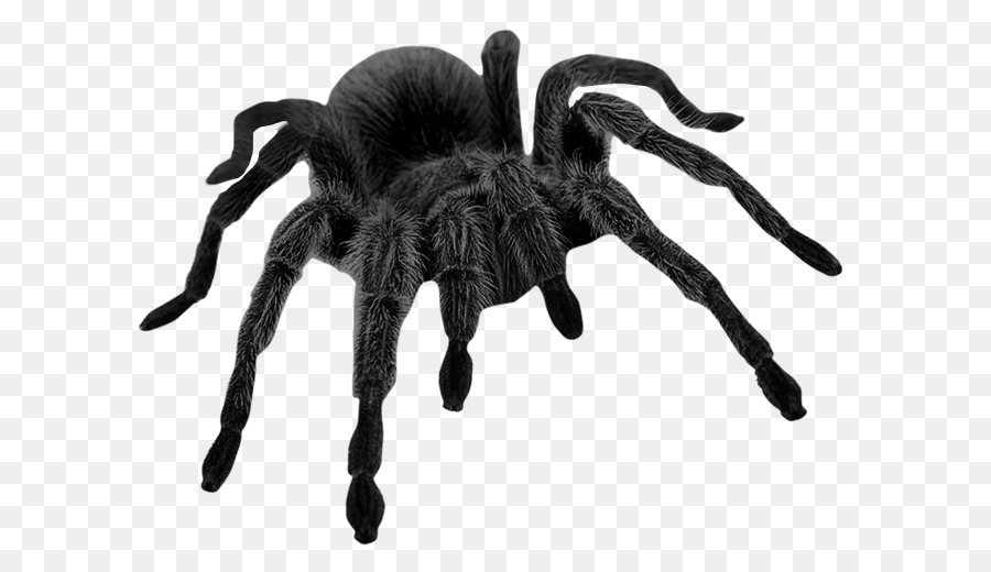 Con nhện đen tách nền