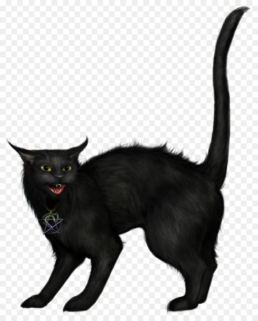 Bóng mèo đen đang xù lông