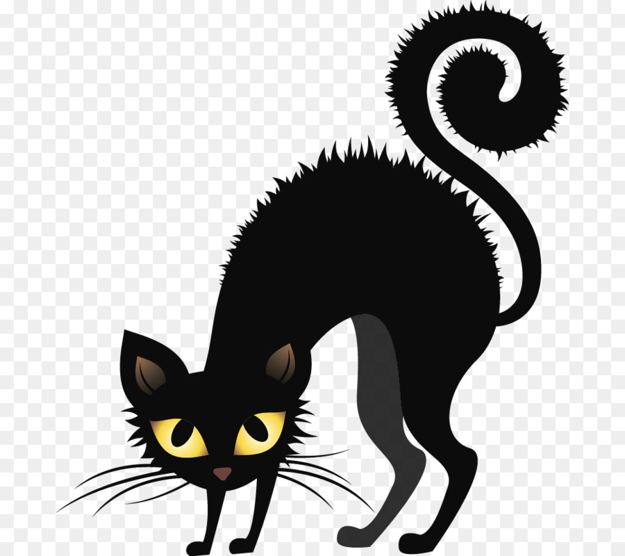 Mèo đen xù lông