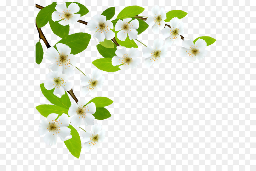 Hình png cành hoa màu trắng