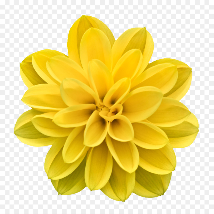 Hình png hoa cúc vàng