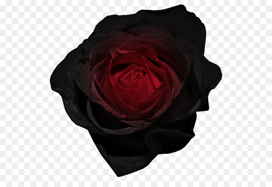 Hình png hoa hồng đen