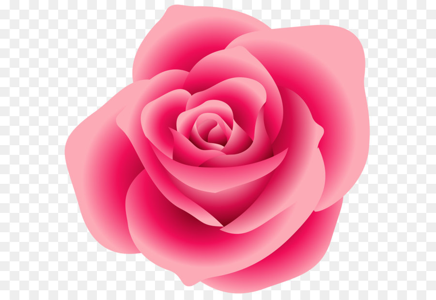 Hình png bông hoa hồng