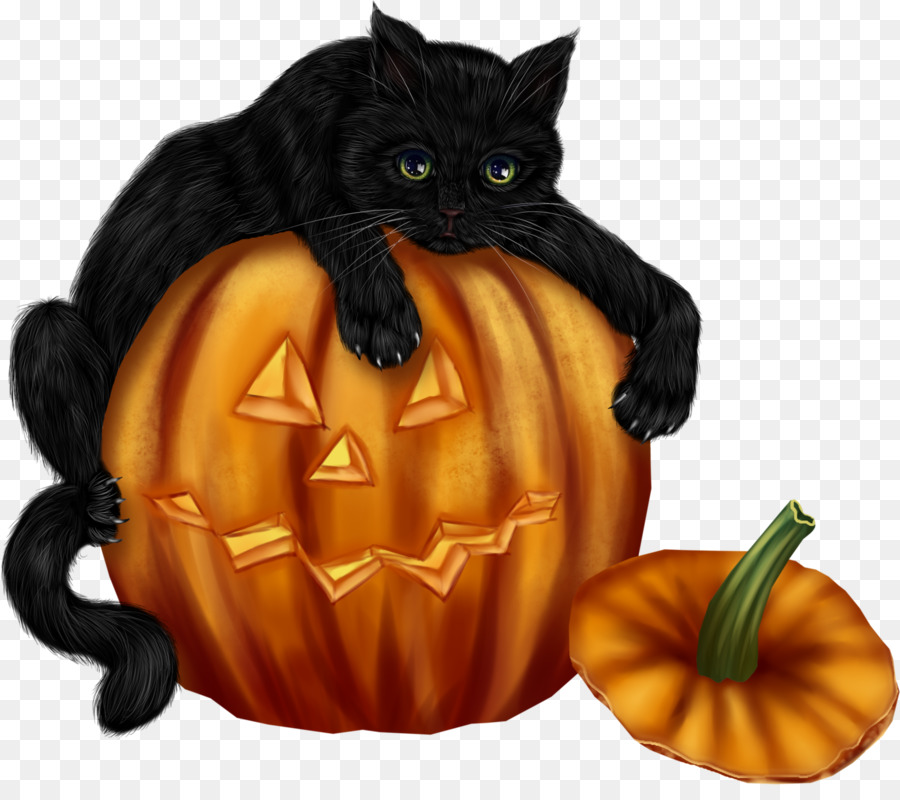 Mèo đen nằm trên quả bí ngô