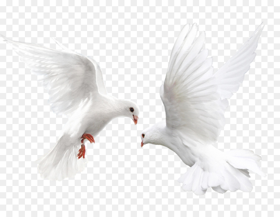 Hình png đôi chim bồ câu trắng