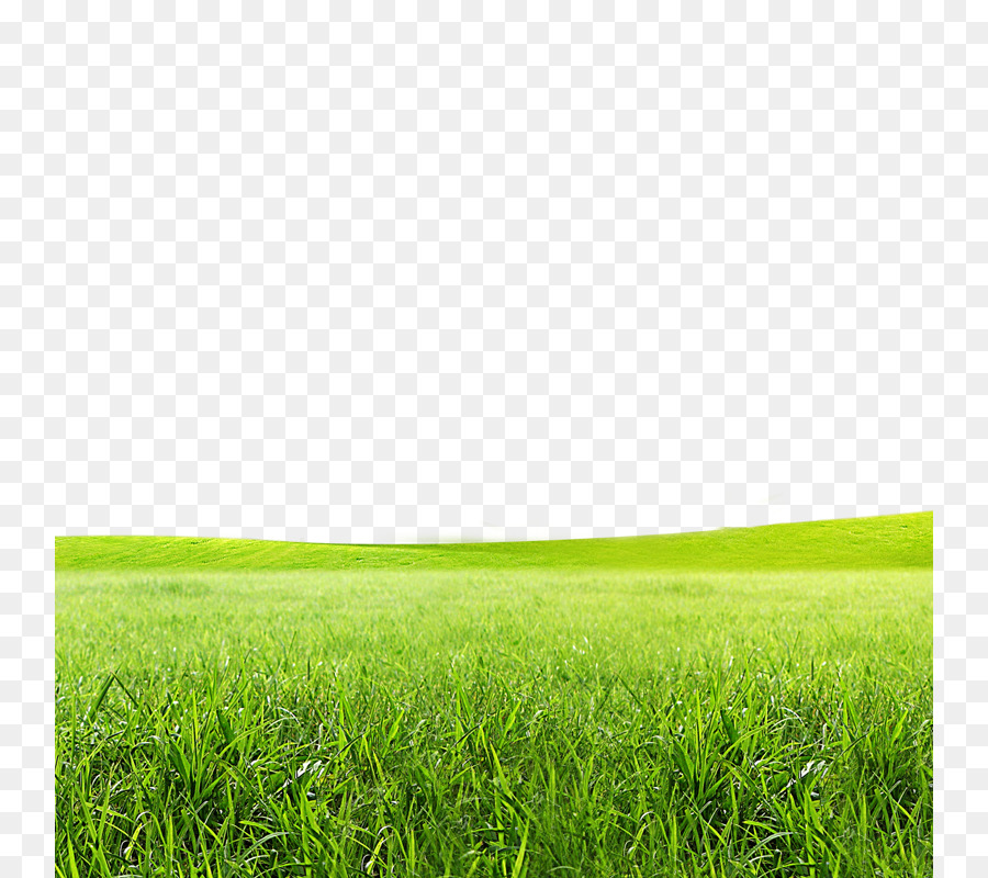 Hình nền cánh đồng xanh