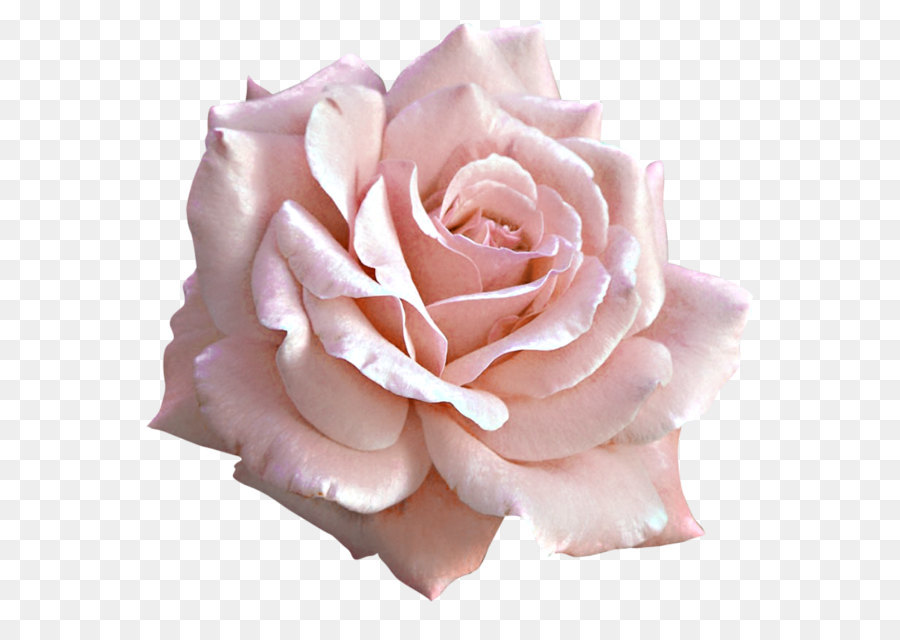 Hoa hồng màu hồng nhạt