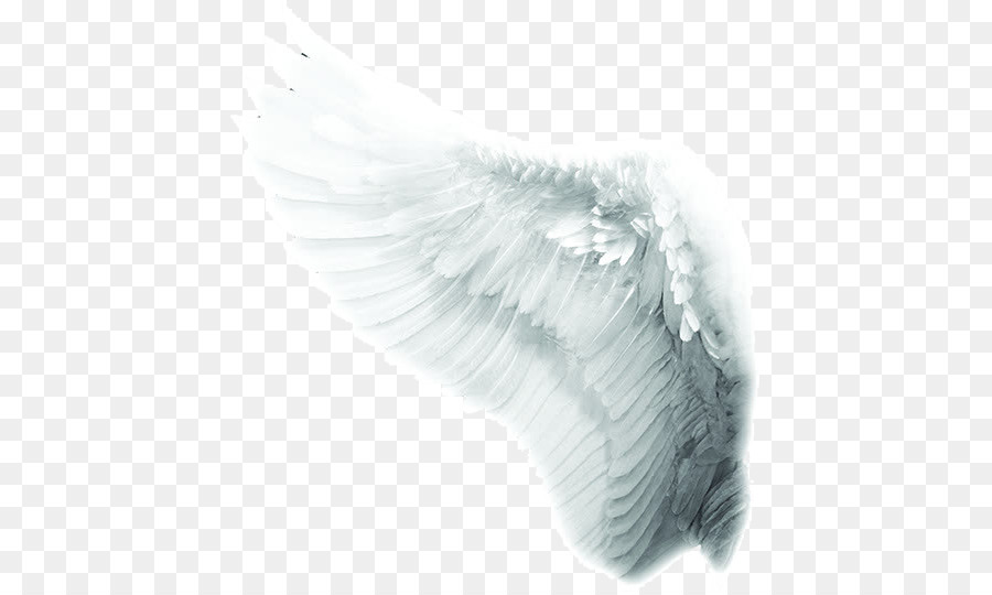 Hình png đôi cánh thiên thần