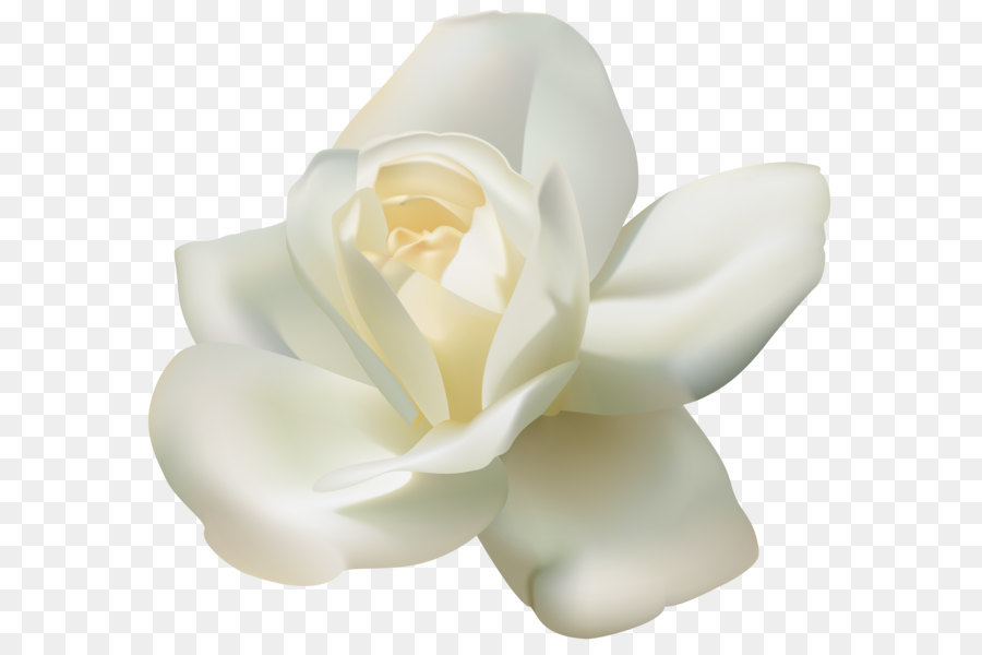 Hình png hoa hồng trắng
