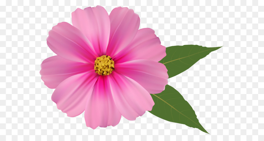 Hình png bông hoa màu hồng
