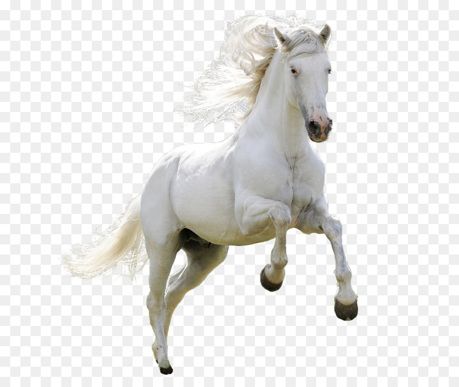 Hình png con ngựa trắng