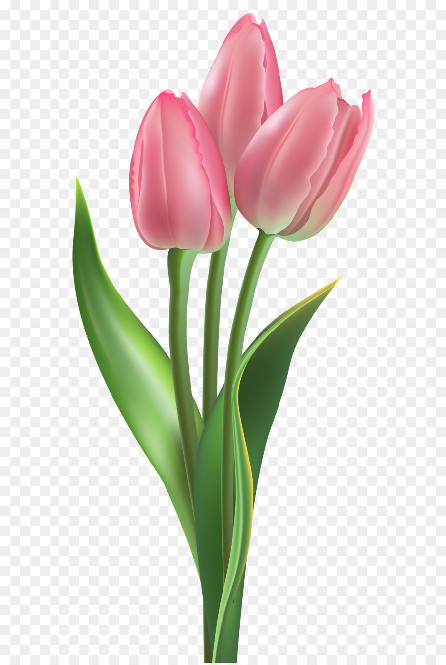 Hình png hoa tulip