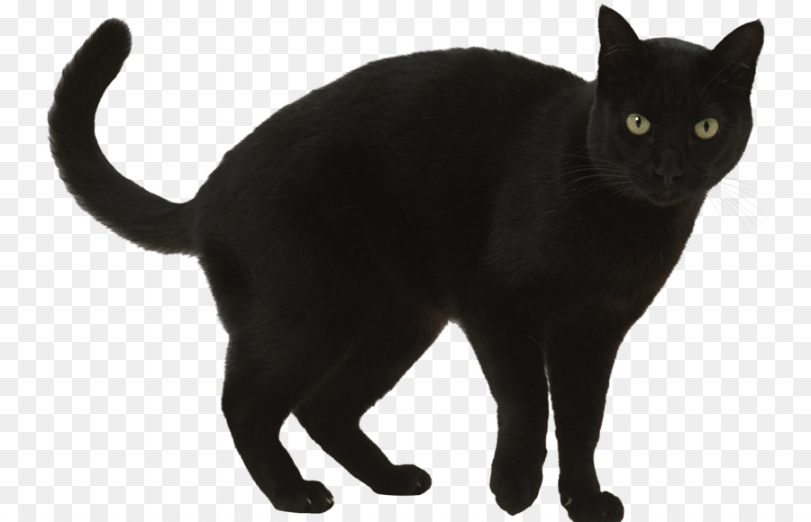 Con mèo đen với đôi mắt vàng