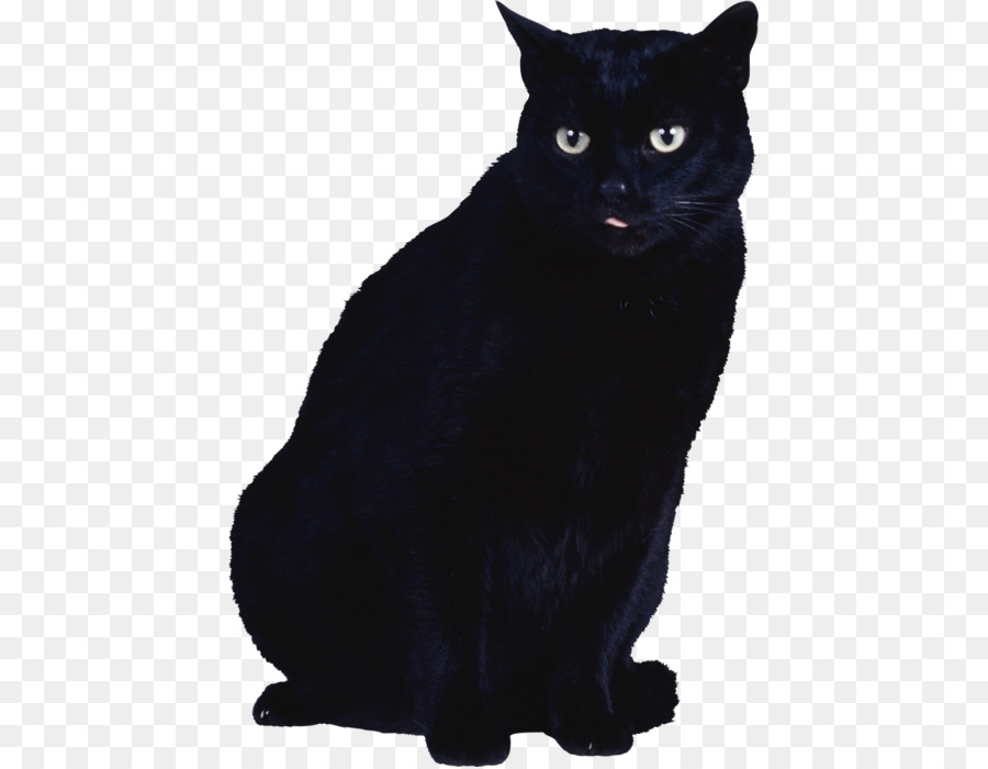 Con mèo đen có đôi mắt sáng