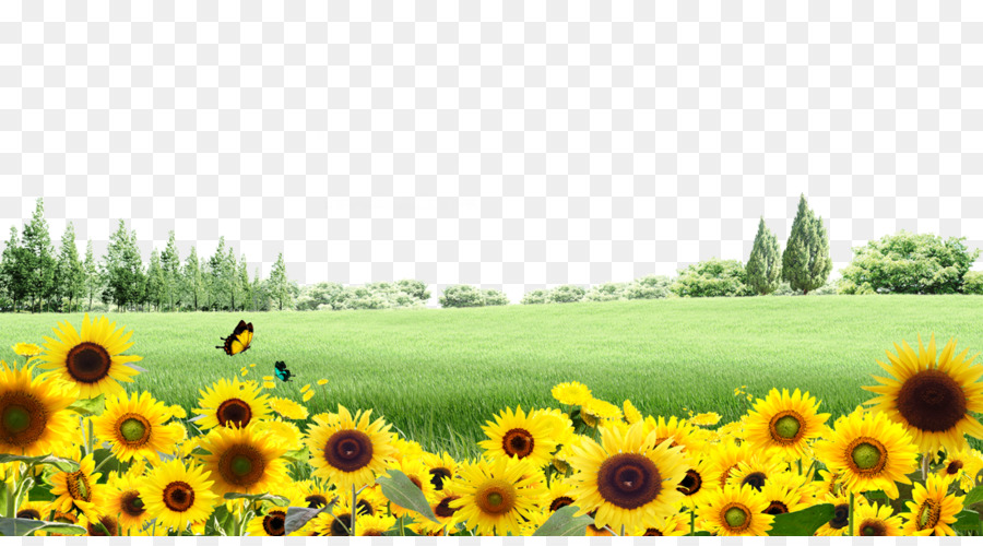Hình png cánh đồng hoa mặt trời