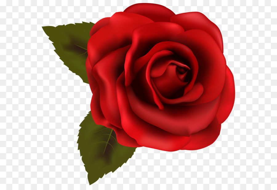 Hình png hoa hồng đỏ