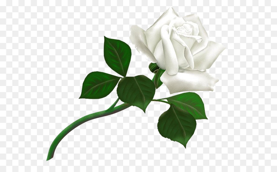 Hình png bông hồng trắng