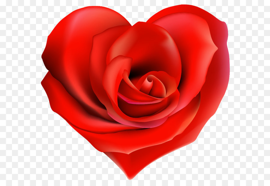 Hình png bông hồng hình trái tim