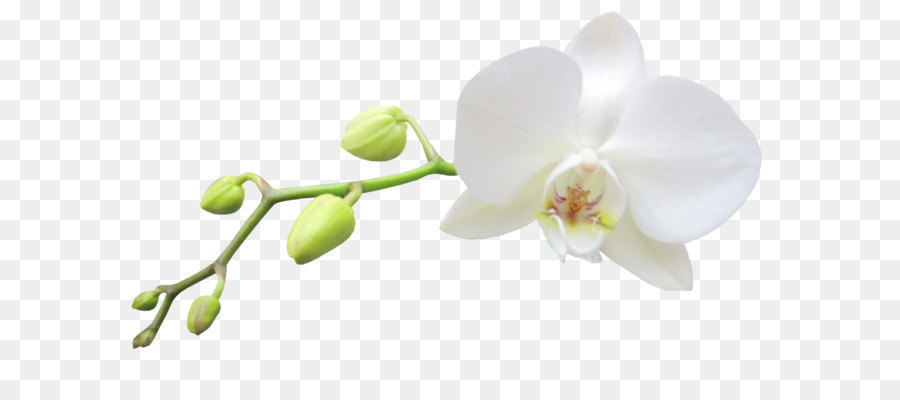 Hình png nhánh hoa lan trắng