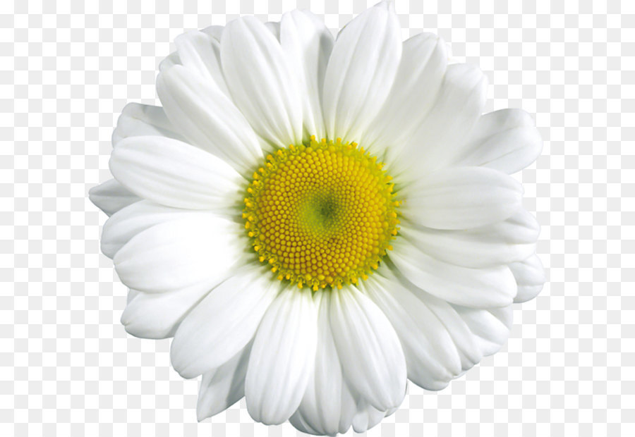 Hình png hoa cúc trắng