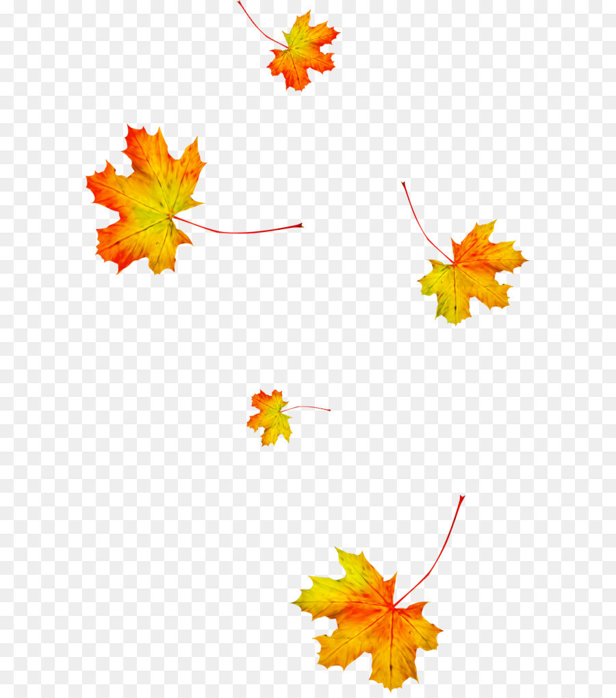 Hình png những chiếc lá phong mùa thu