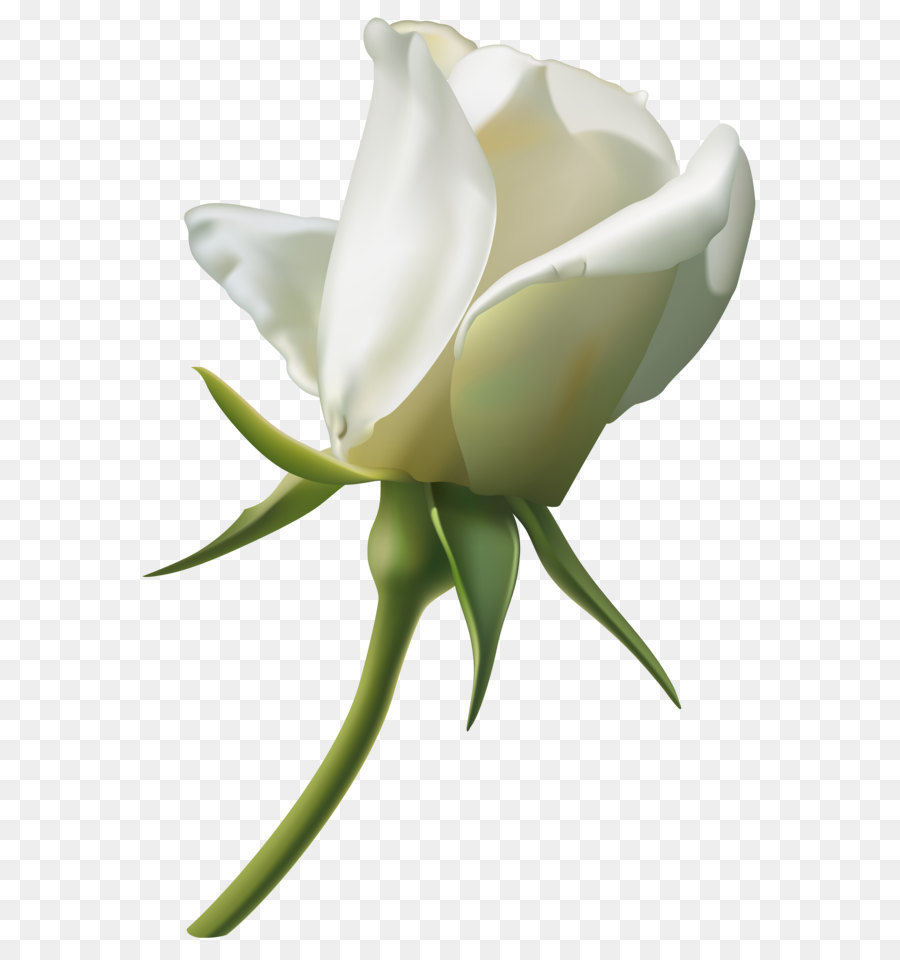 Hình png bông hoa hồng trắng