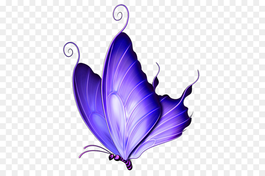Con bướm không nền màu tím