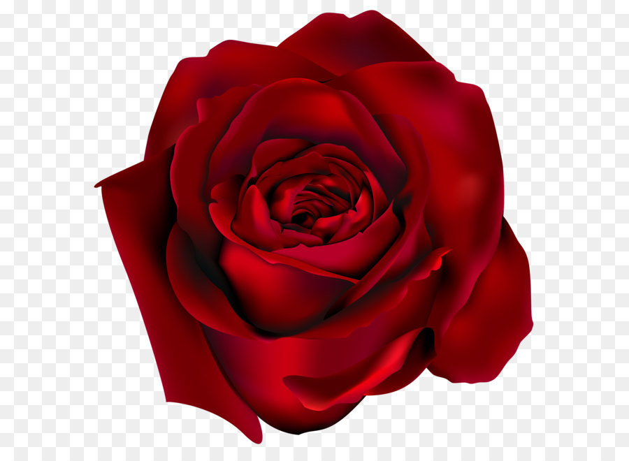 Hoa hồng đỏ