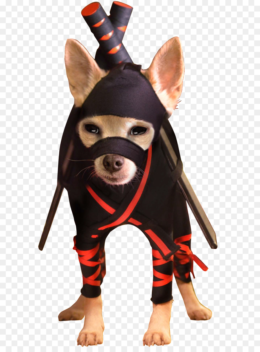 Trang phục hallowen cho chó