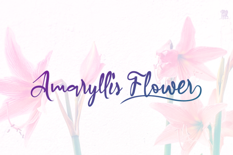 Font đám cưới a amaryllis flower