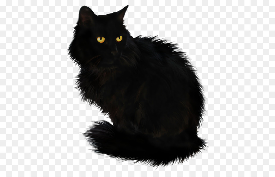 Con mèo đen có đôi mắt vàng