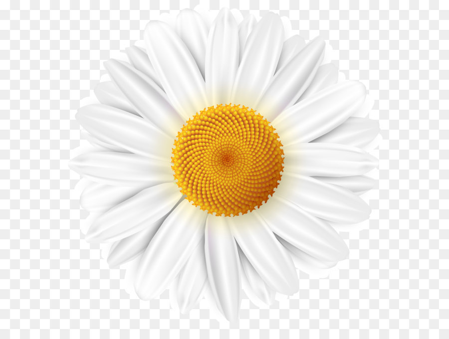 Hình png hoa cúc trắng