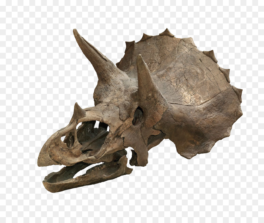 Đầu sọ khủng long