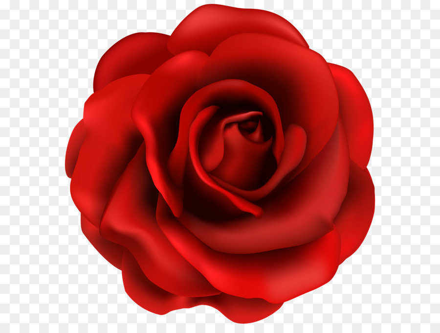Hoa hồng màu đỏ