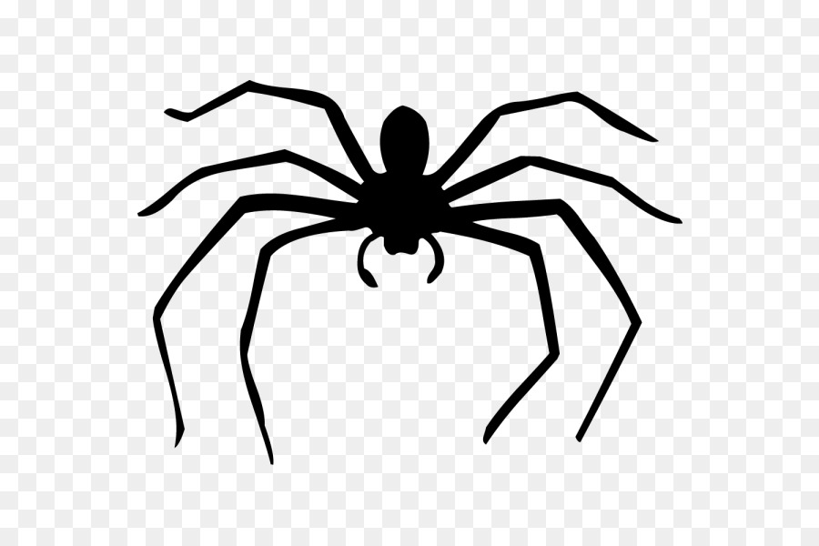 Con nhện đen chân dài