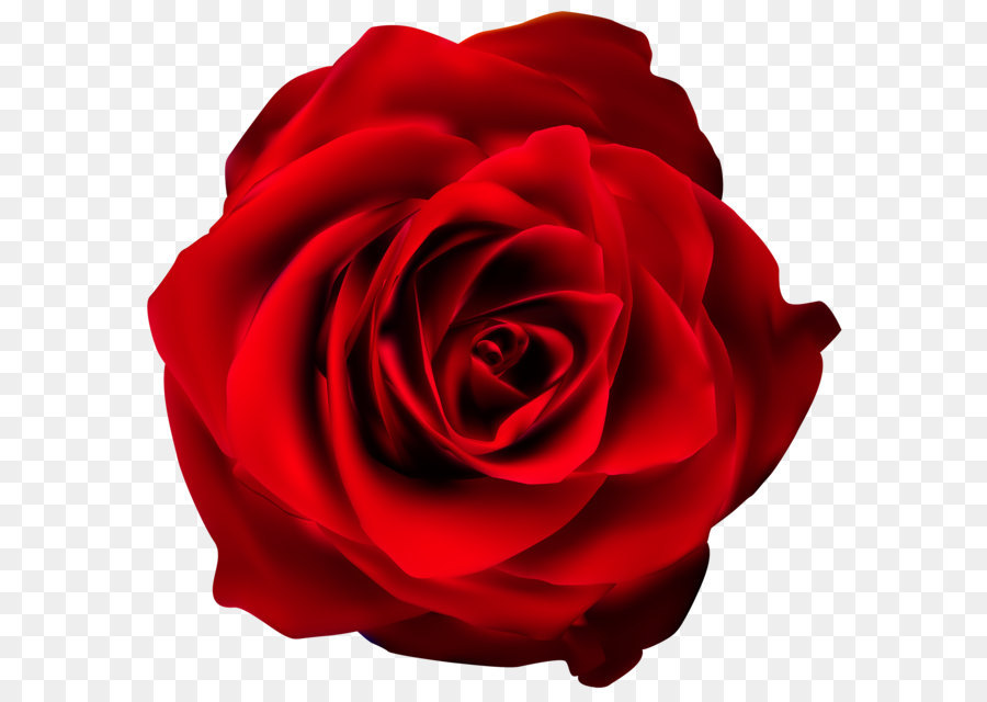 Hình png bông hồng màu đỏ
