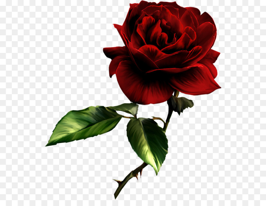 Hình png bông hồng đỏ