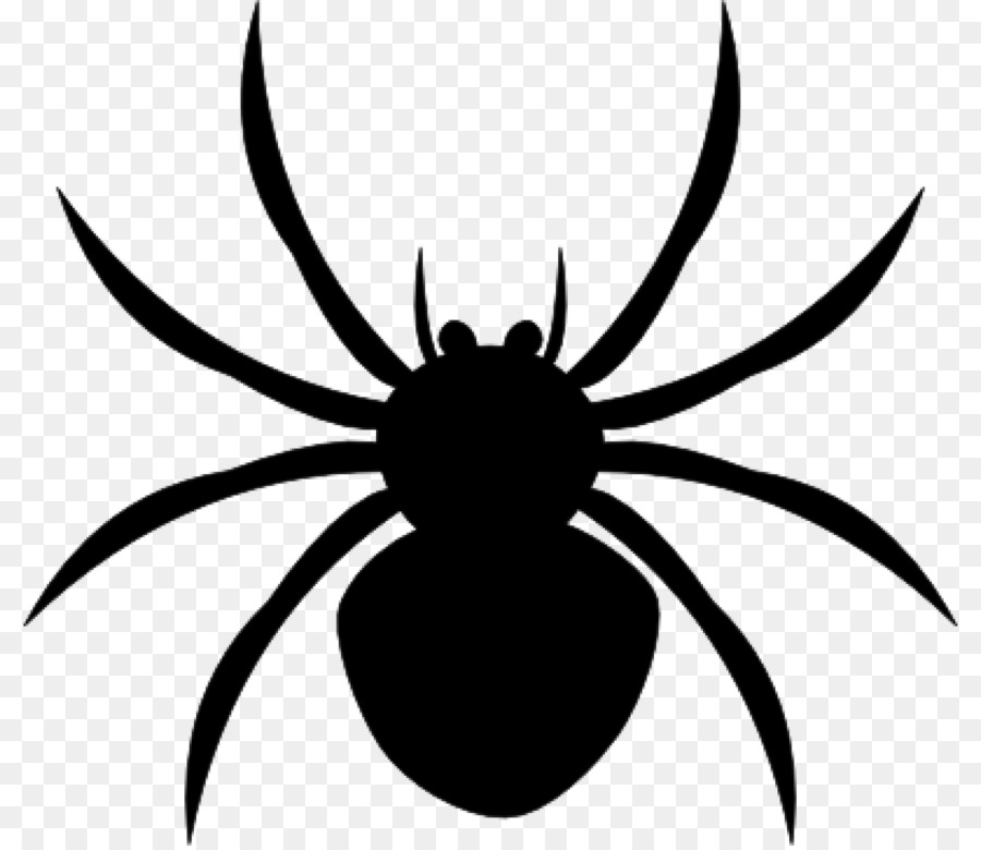 Con nhện màu đen không nền