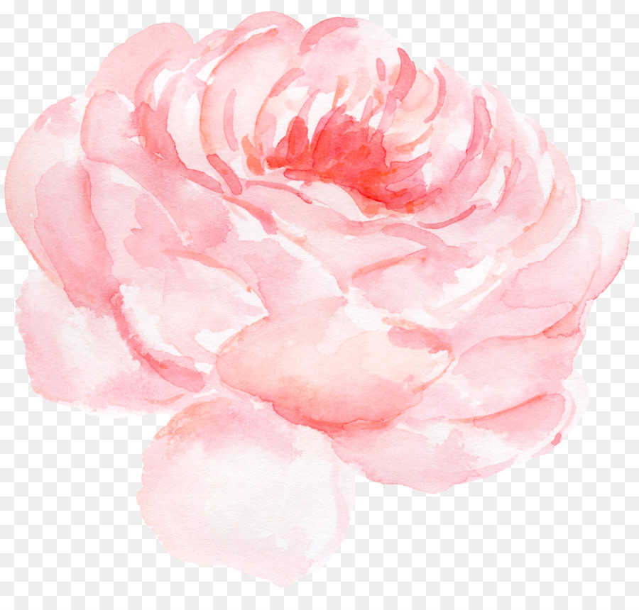 Hình png bông hồng màu hồng