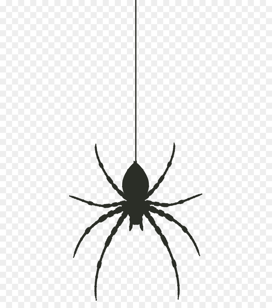 Con nhện màu đen đu tơ