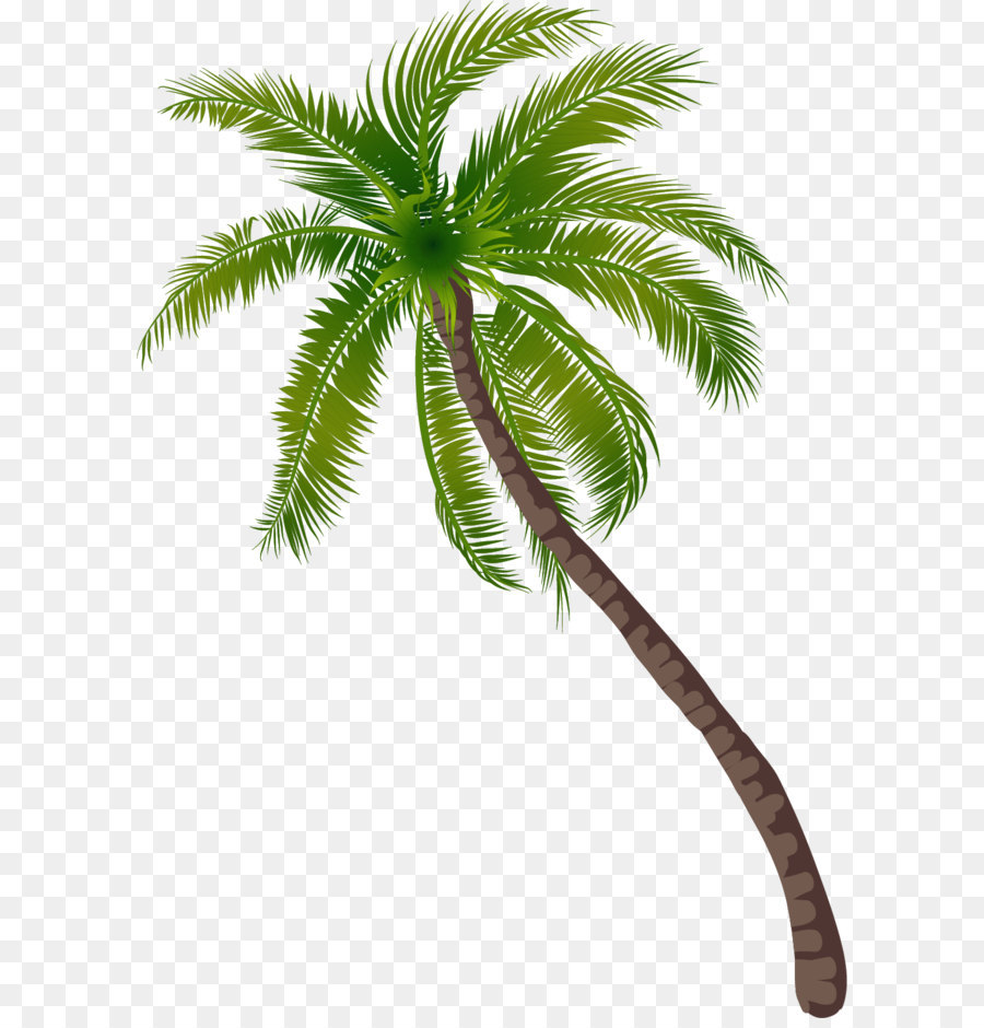 Hình png cây dừa bên bãi biển