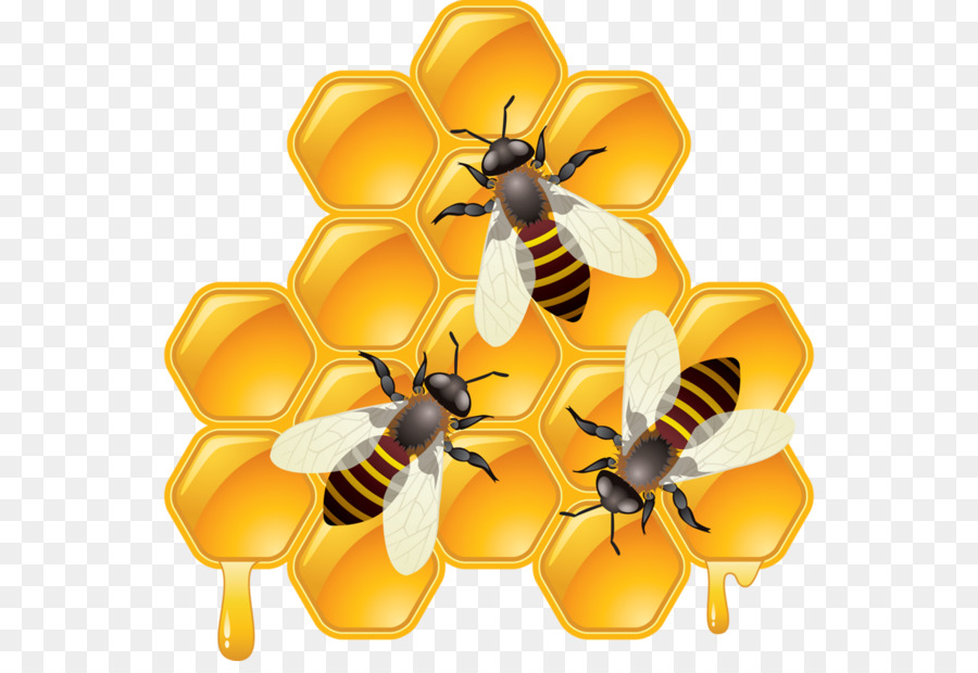 Hình png tổ ong và ong mật