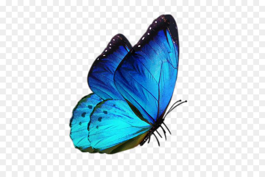 Hình png con bướm màu xanh