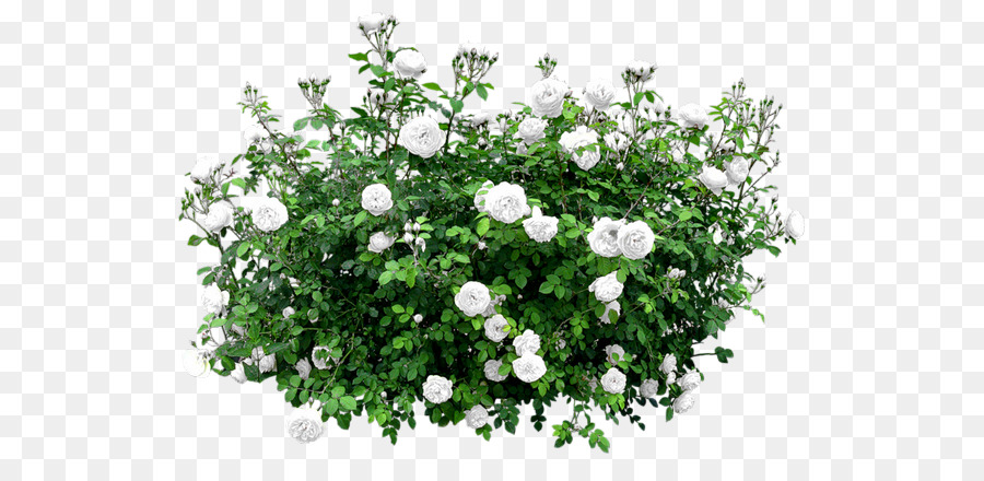 Hình png bụi cây hoa hồng trắng